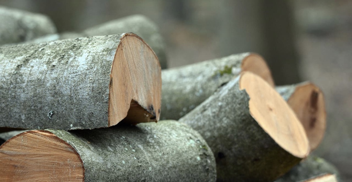 Beech firewood