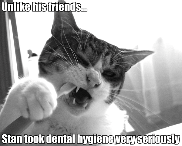 Dental Hygiene Cat