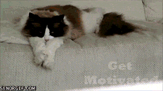 giphy