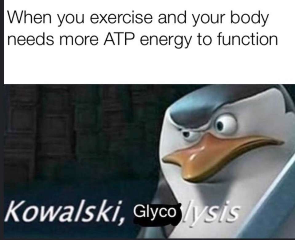 When looking for biology related memes, this meme spoke to me because it deals with two things I enjoy. Madagascar and exercise. The meme is about the need for increased ATP when exercising, meaning that we need more glucose to be broken down for energy consumption and ATP production. While glycolysis is only providing an additional two ATP per glucose, the creation of pyruvate from the glucose is fundamental to the citric acid cycle and hence oxidative phosphorylation in the electron transport chain. Without glycolysis the body would not be able to get the ATP the body needs for the exercise to come. From the movie Madagascar, the penguin team leader frequently tasks Kowalski with his vital tasks that he is an expert at. In this instance the team leader tasks Kowalski with the fundamental task of glycolysis. This is a funny play on words from a scene that the team leader tasked Kowalski with another task ending in lysis.