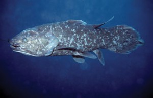 The Sulawesi Coelacanth (Latimeria menadoensis)
