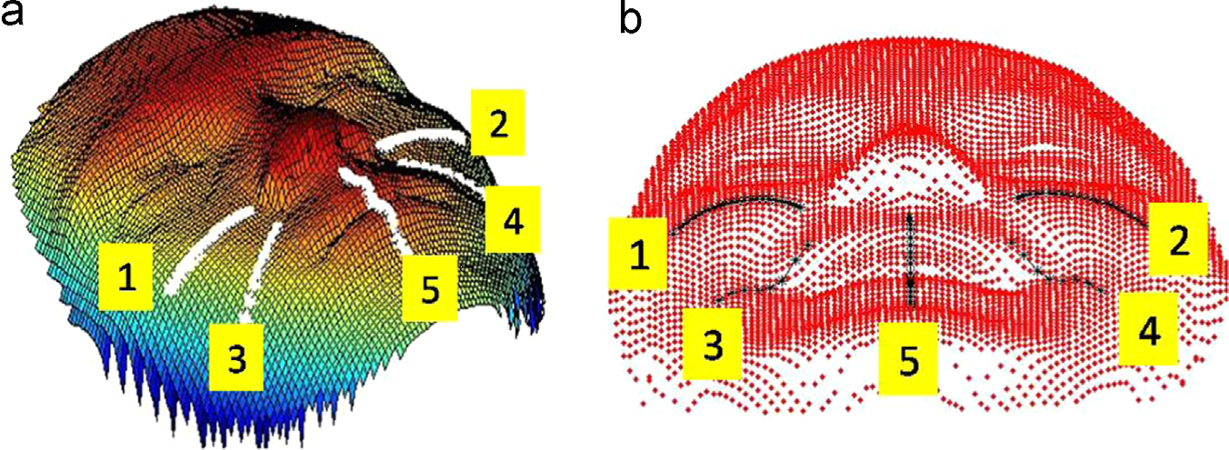 3DFacialCurves