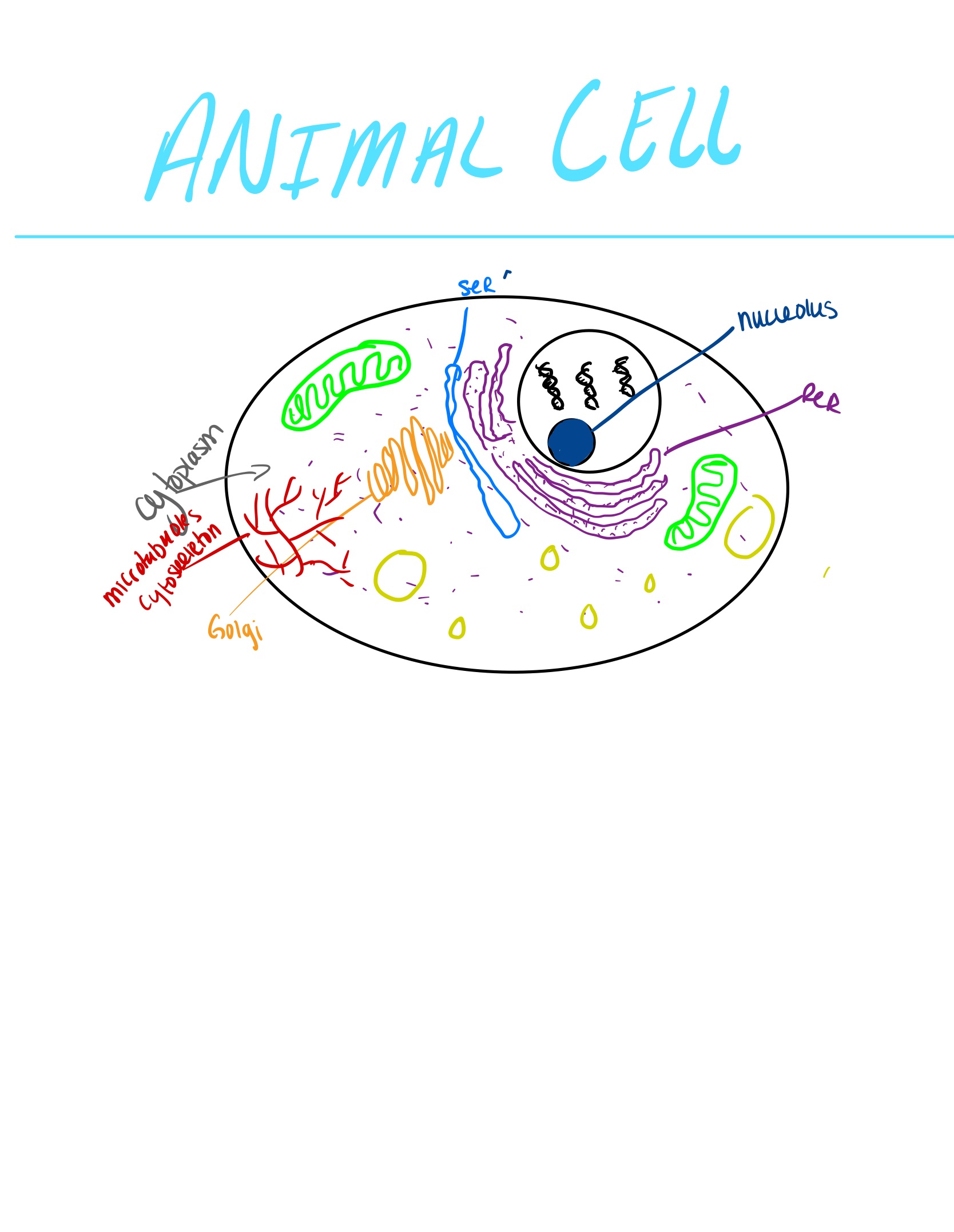 DRAW A CELL