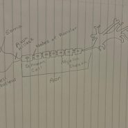 Neuron/Nerve Cell