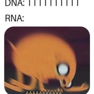 Meme of the Day