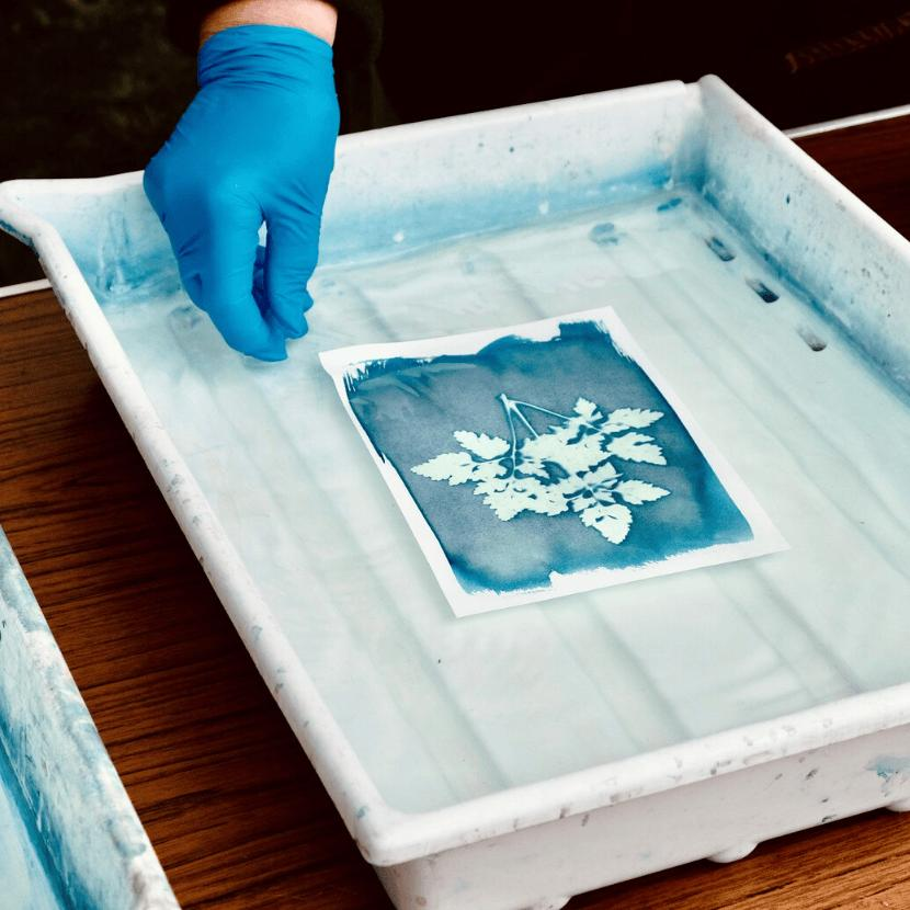 Rinsing a cyanotype print
