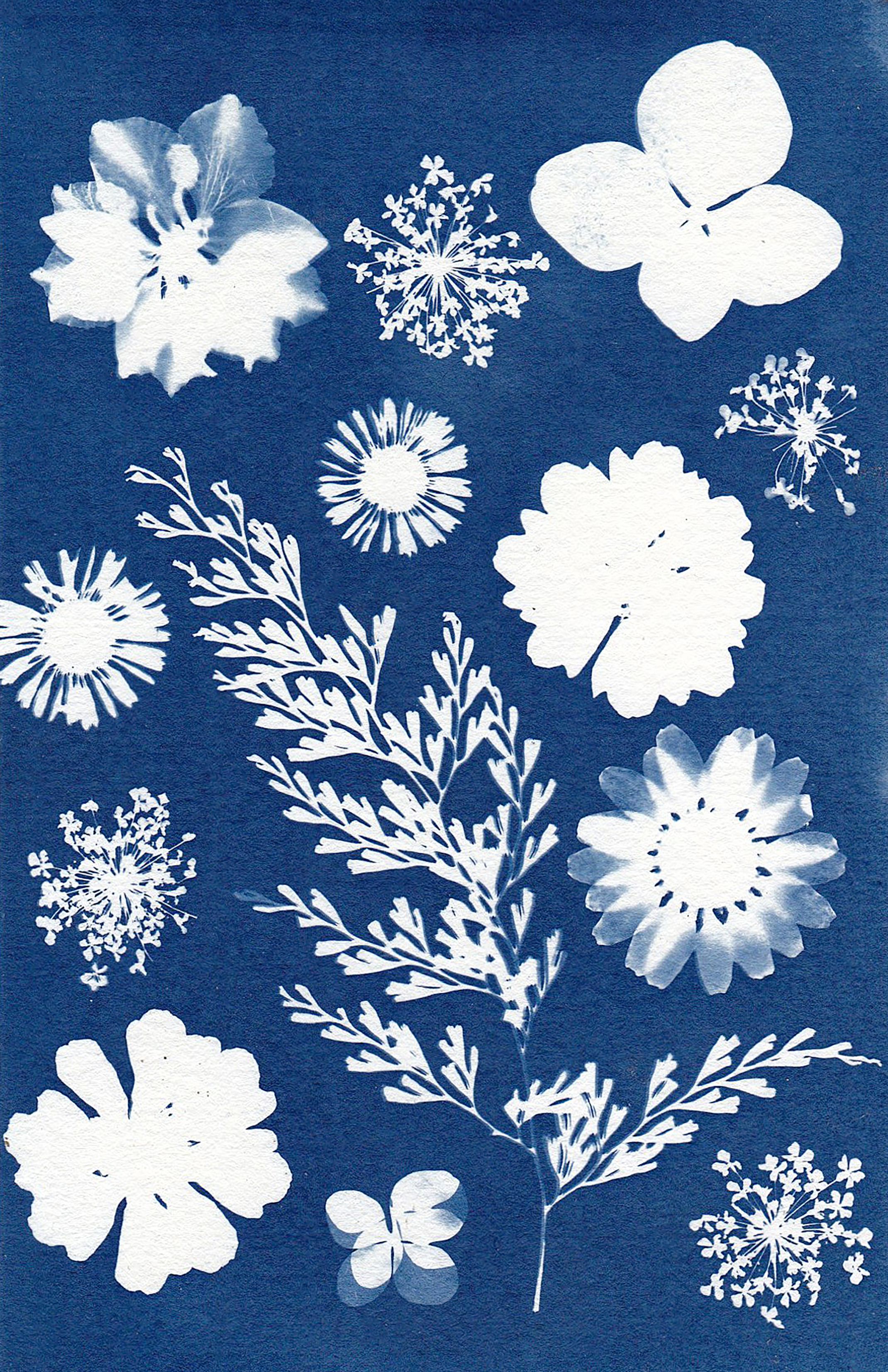 Cyanotype artwork example 1