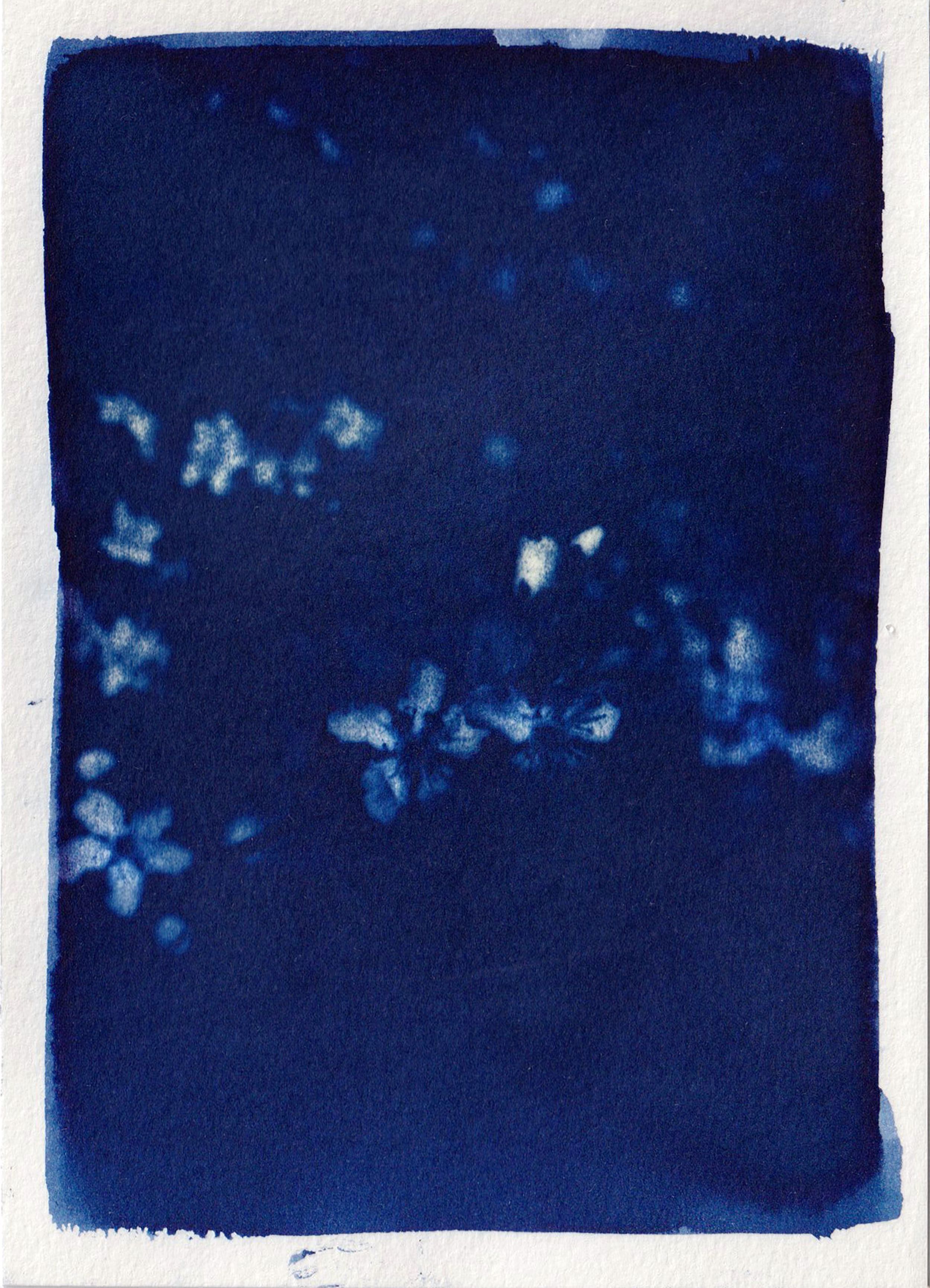Cyanotype artwork example 5