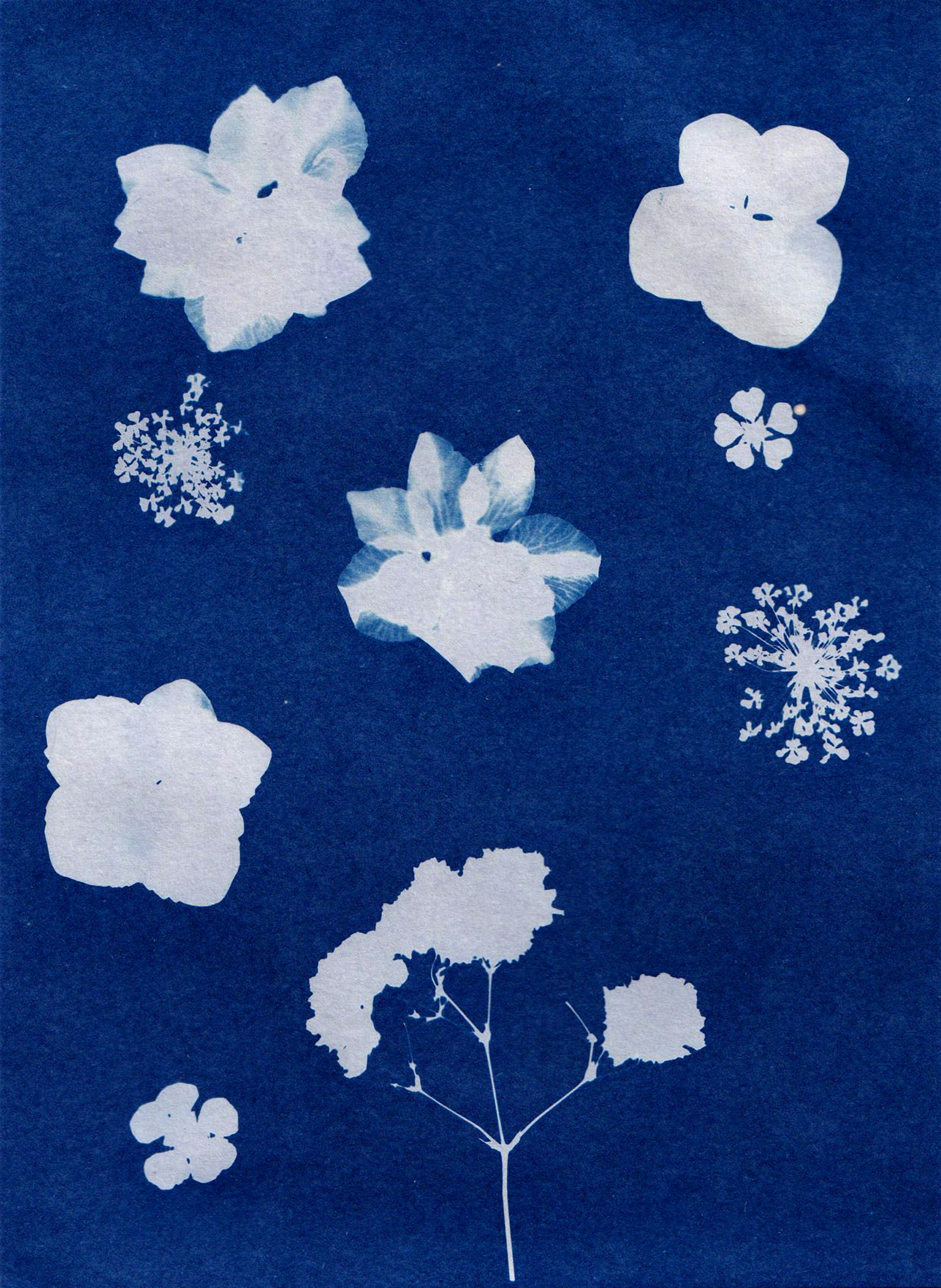 Cyanotype artwork example 3