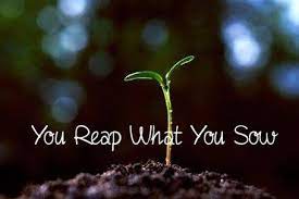 You Reap What You Sow - Braving the Hot Mess